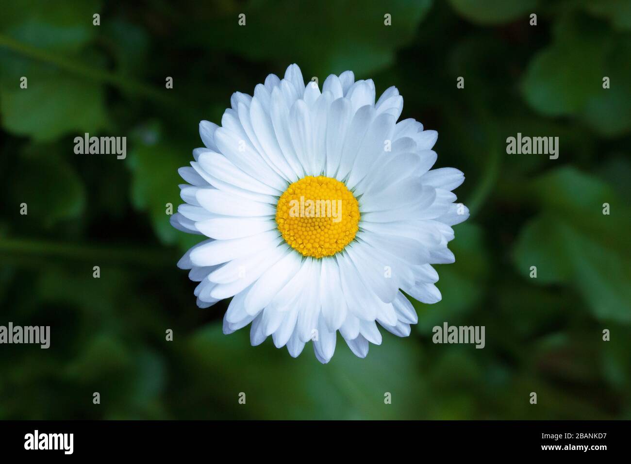 Camomilla fiore singolo estate giardino sfondo esterno Foto Stock