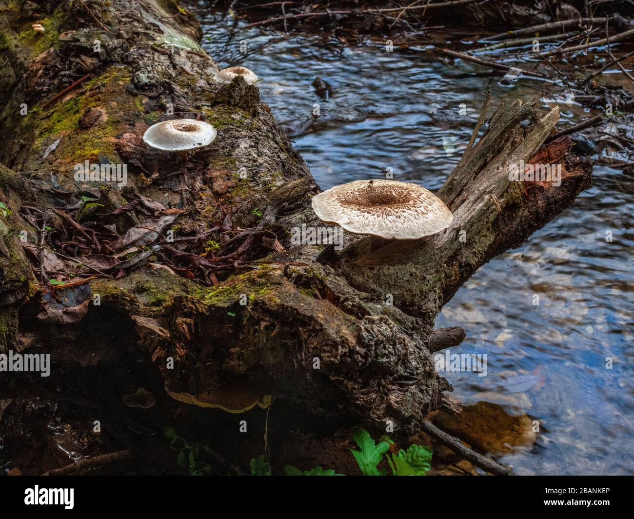 Funghi che crescono in forest. Su un tronco in decomposizione Foto Stock
