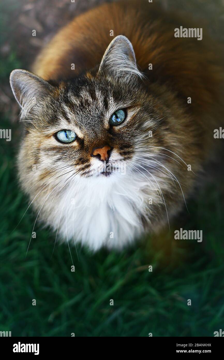 Vista ravvicinata su un soffice gatto blu con gli occhi Foto Stock