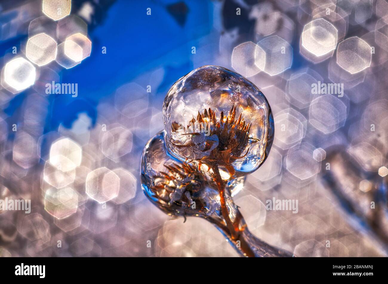 Piante congelate in inverno con ghiaccio coperto Foto Stock