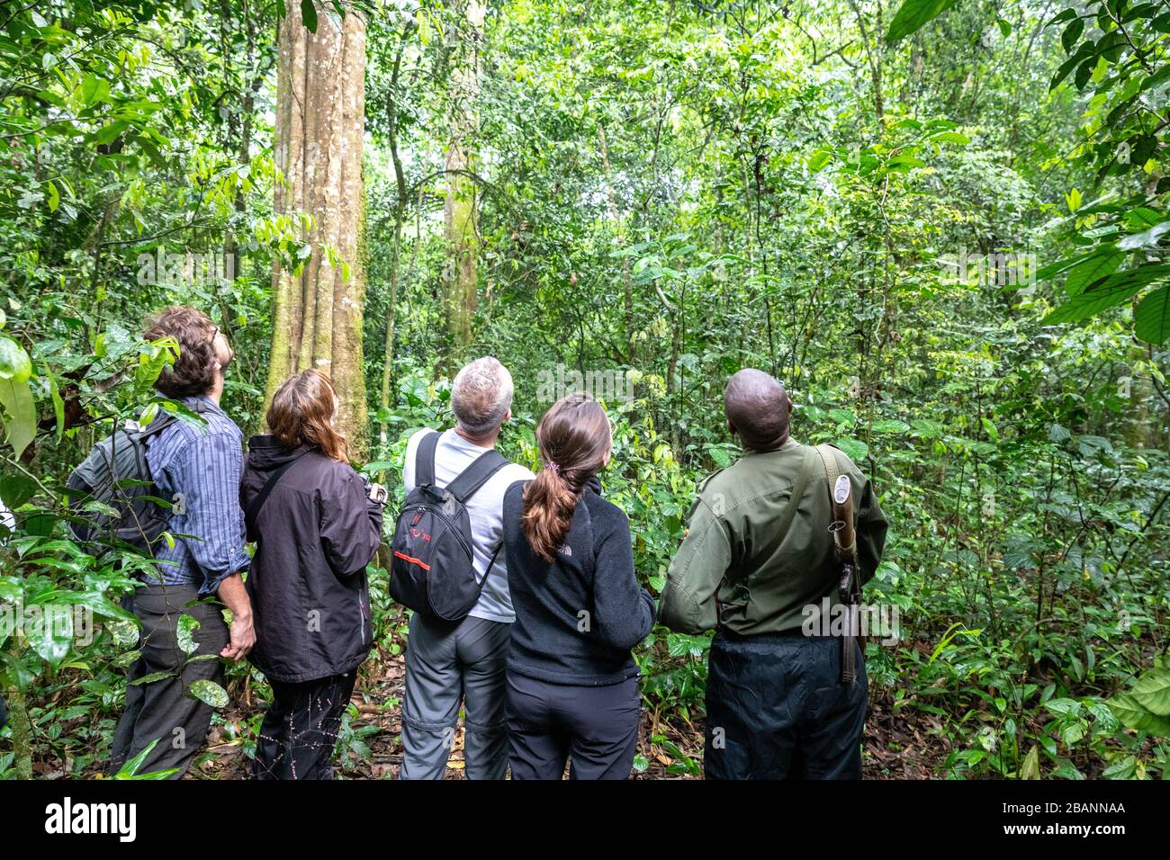 Trekking a scimpanzé nel Parco Nazionale di Kibale, Uganda Foto Stock