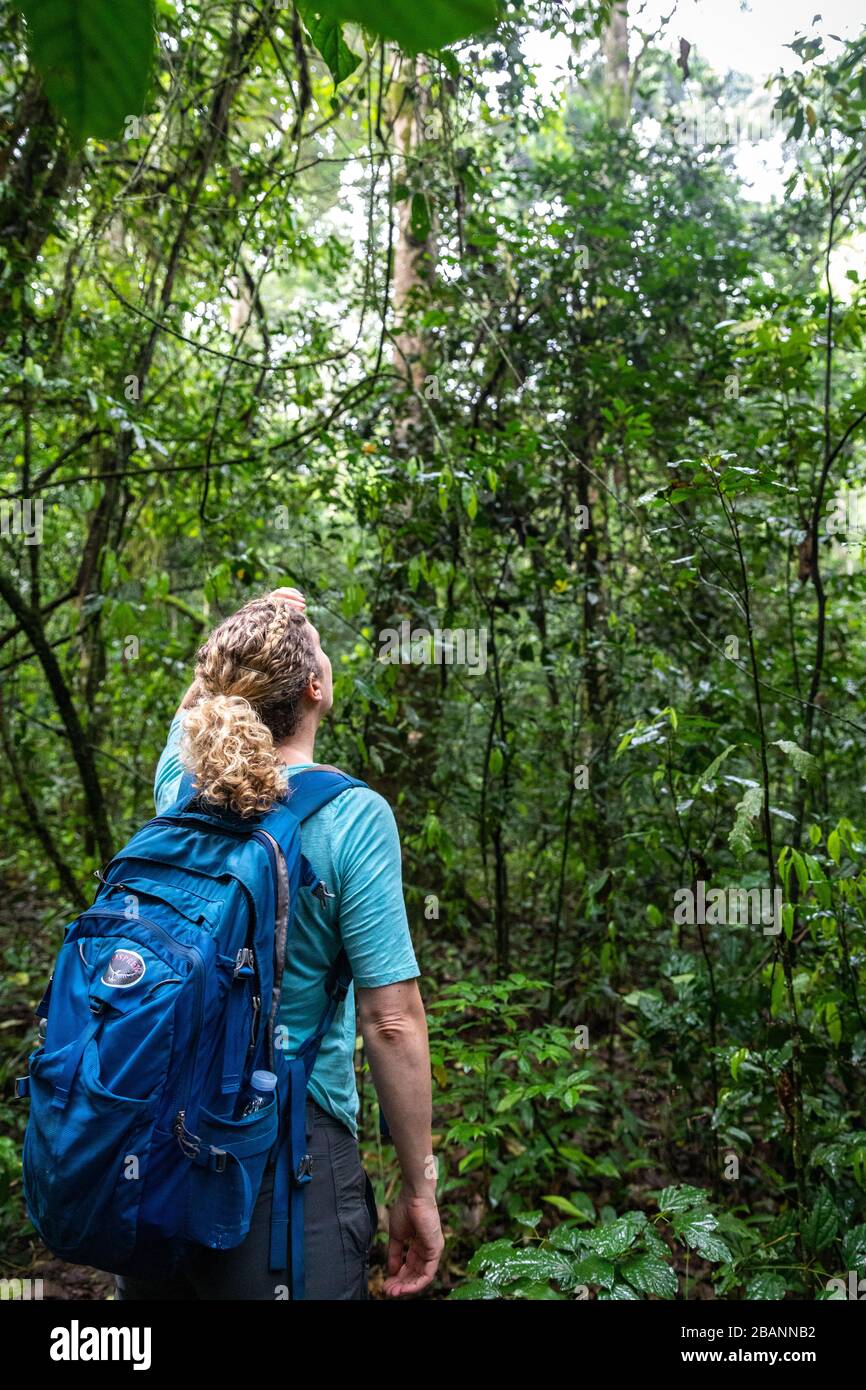 Trekking a scimpanzé nel Parco Nazionale di Kibale, Uganda Foto Stock