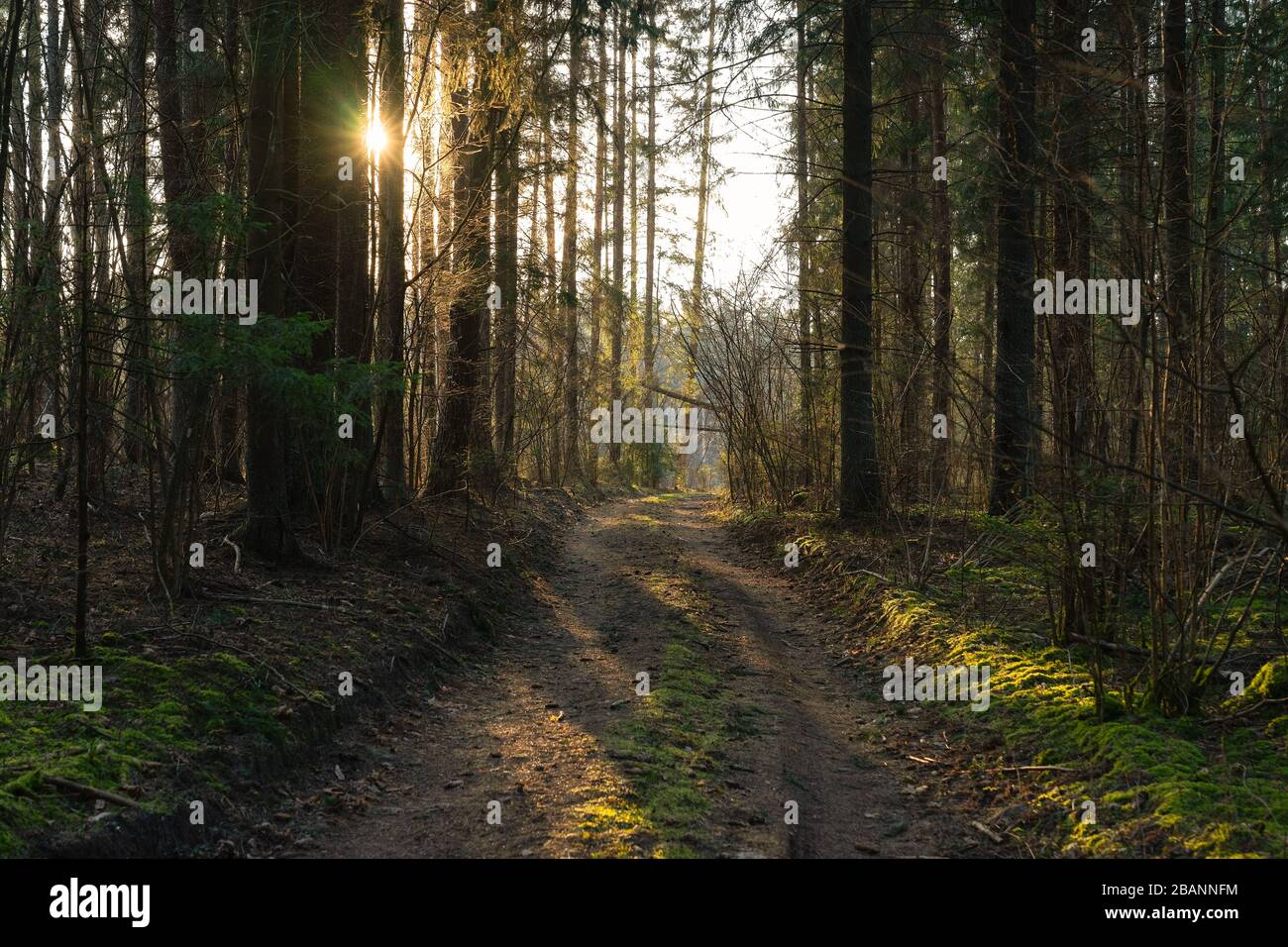 La foresta illuminata dal sole e il sentiero stretto di fronte alla luce la sera al tramonto in primavera. Immagine in Lituania, vicino alla capitale Vilnius Foto Stock