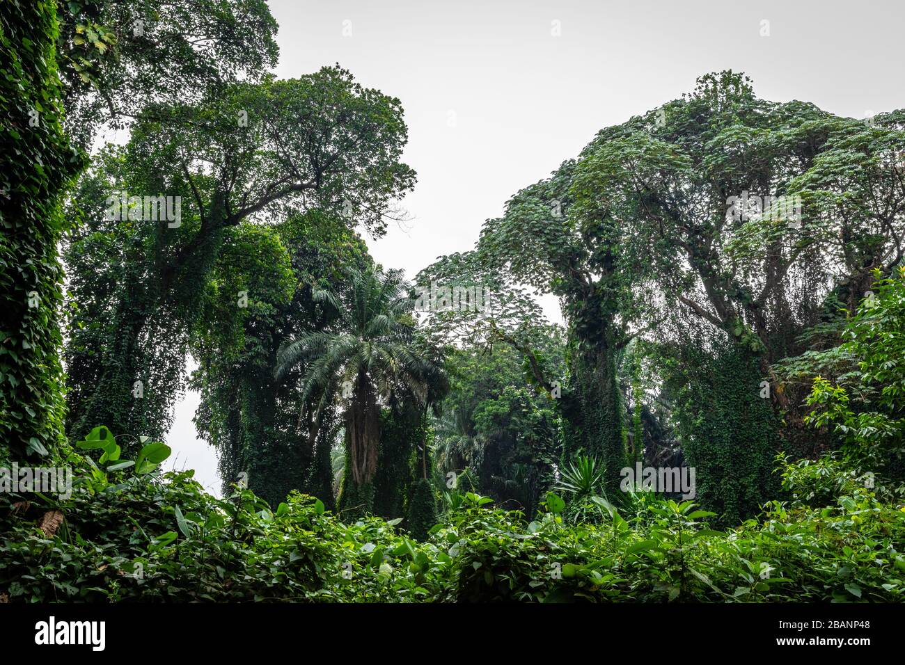 Giardini botanici di Entebbe, Uganda Foto Stock