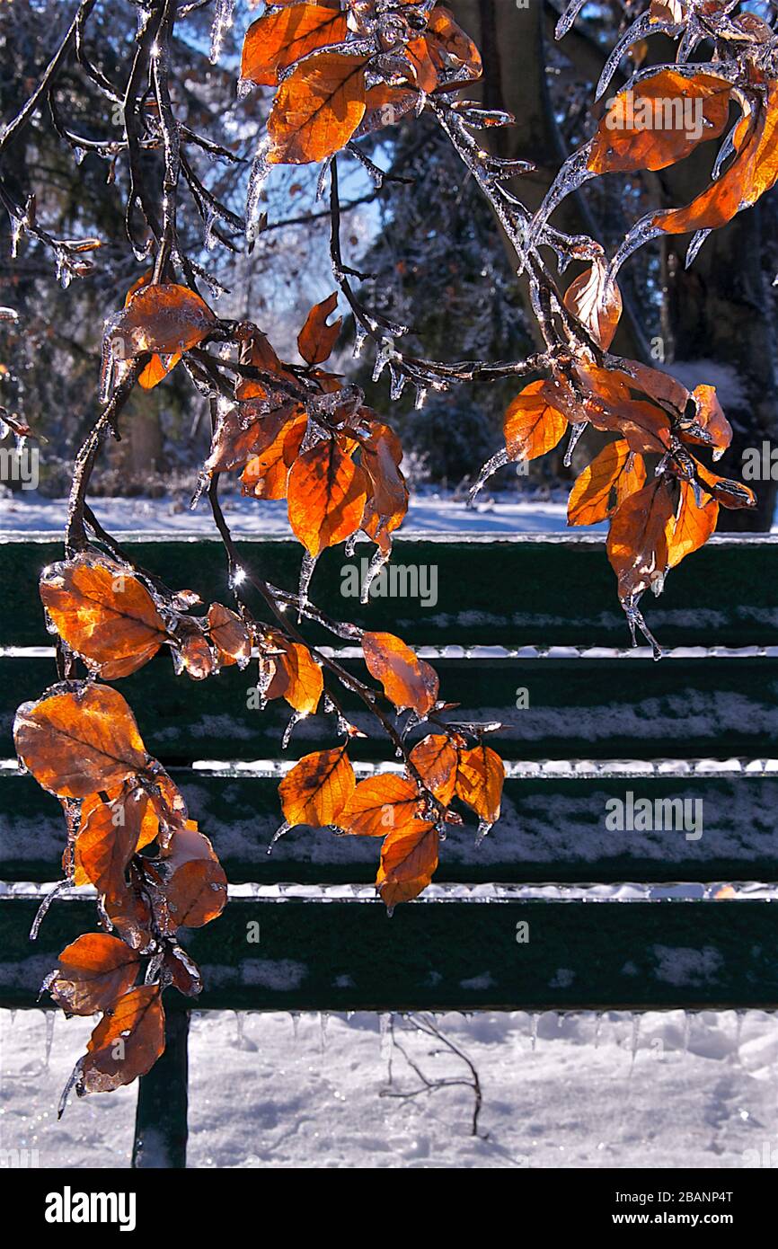 Closeup delle foglie dopo una tempesta di pioggia gelida, tempo severo. Foto Stock