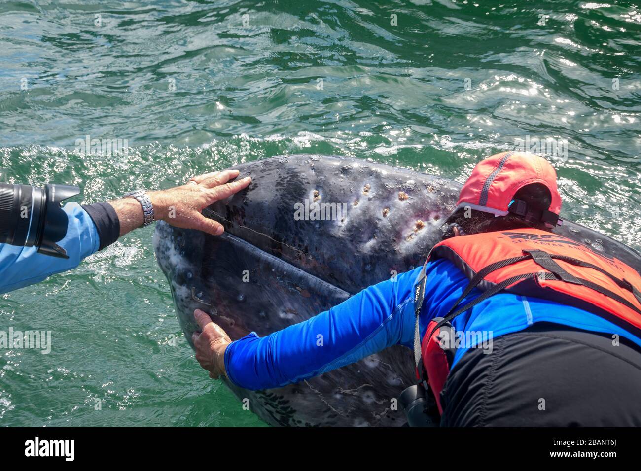 Sea Kayak Adventures Whale Watching Tour a Bahia Magdalena, Baja California sur, Messico. Foto Stock