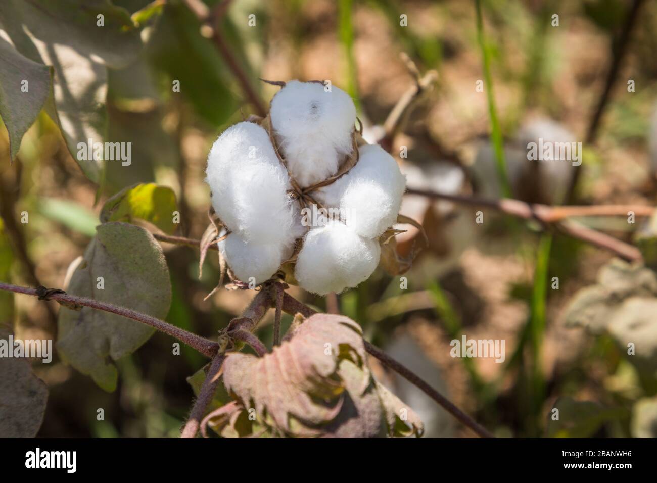 Campo di cotone durante la raccolta, regione di Surxondaryo, Uzbekistan, Asia centrale, Asia Foto Stock