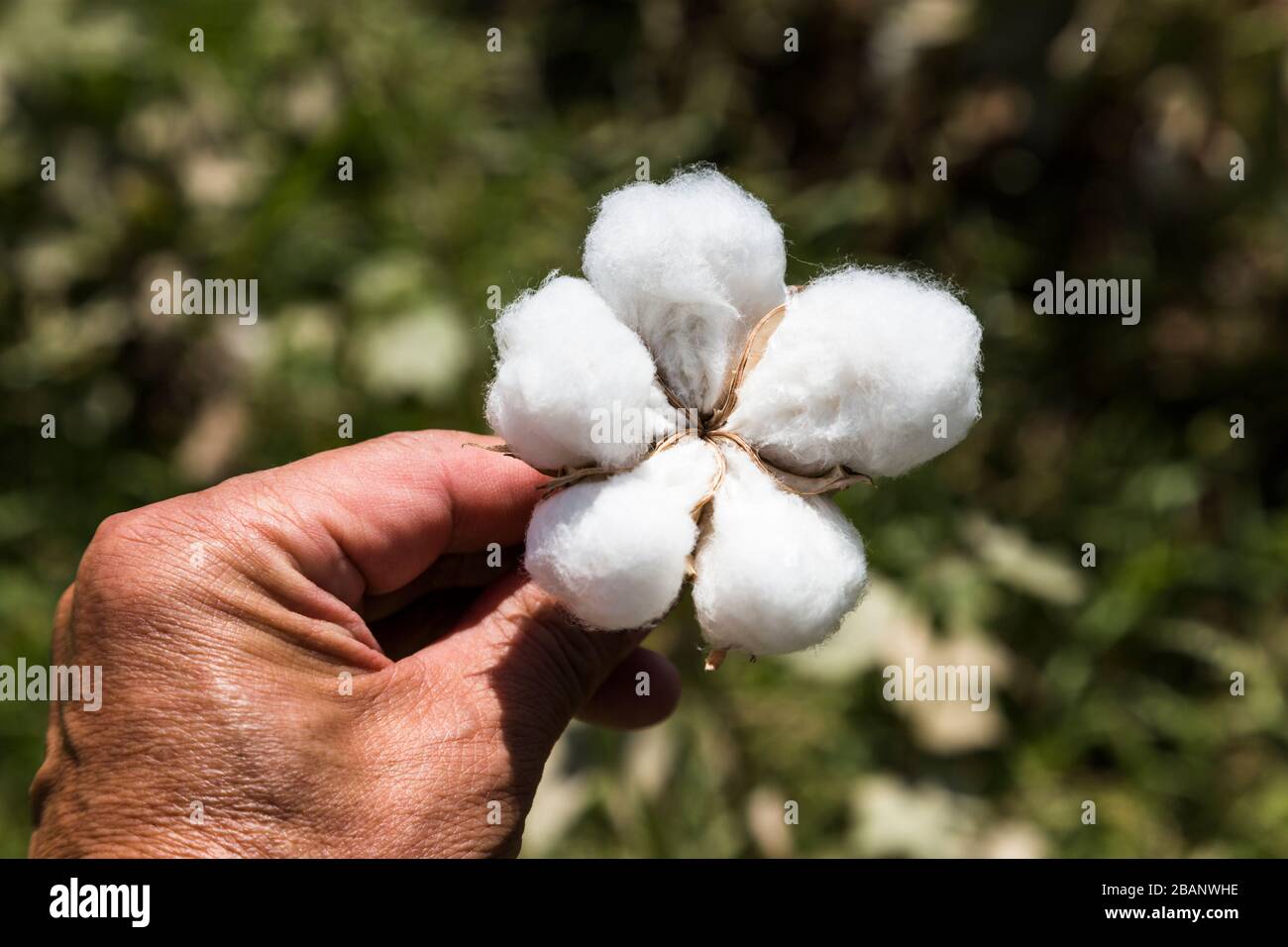 Campo di cotone durante la raccolta, regione di Surxondaryo, Uzbekistan, Asia centrale, Asia Foto Stock