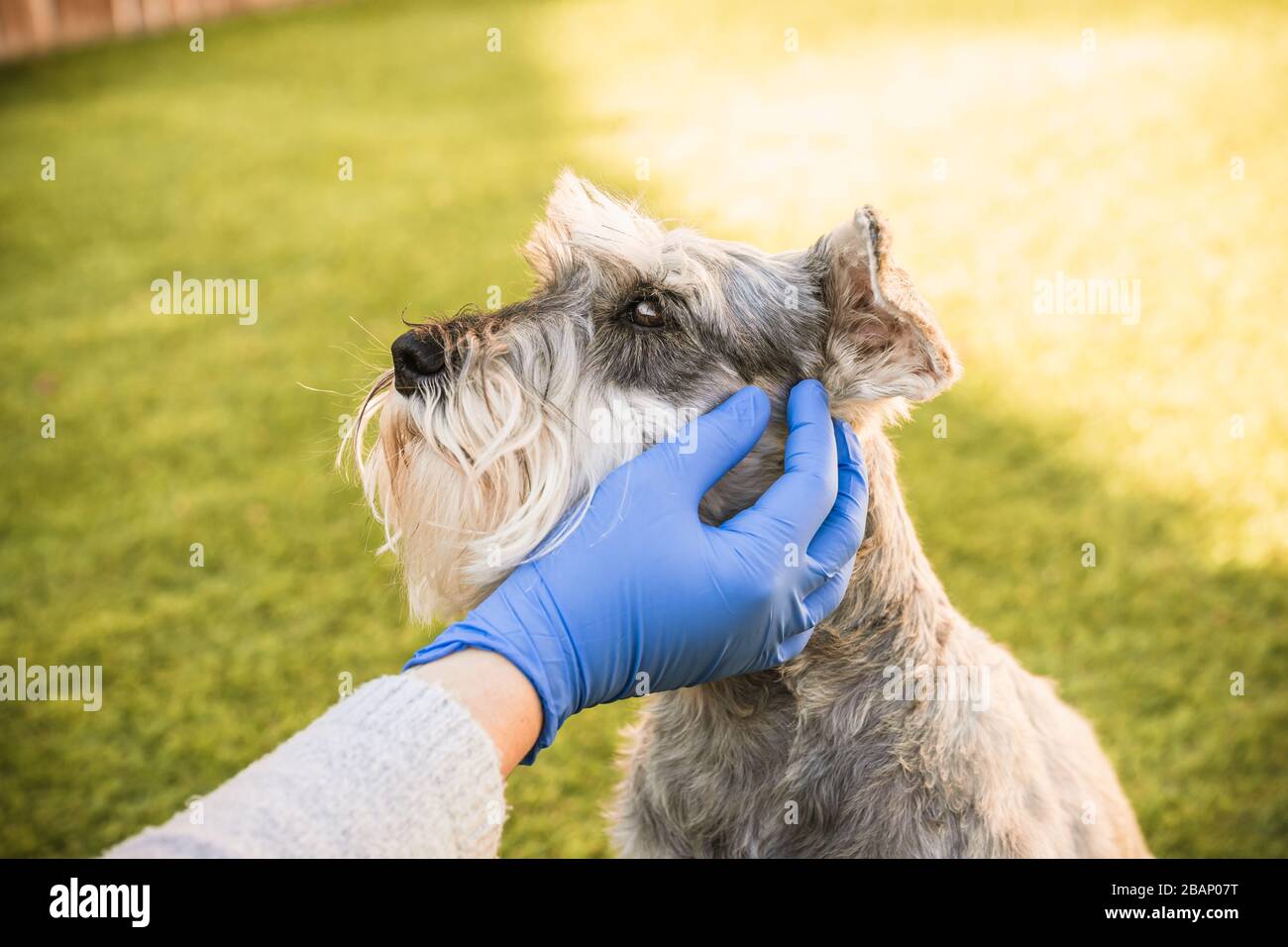 Donna con guanti medici blu carezza un schnauzer miniaturizzato delicatamente Foto Stock