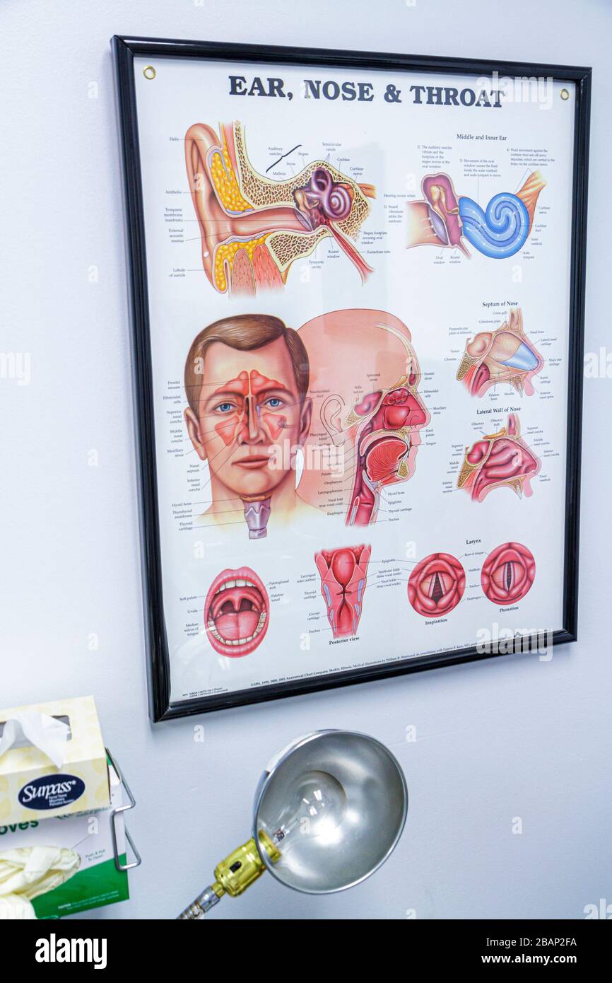 Miami Beach Florida, Mount Sinai Medical Center, ospedale, assistenza sanitaria, sala esame medico, gola del naso dell'orecchio, otolaringologo, FL110217092 Foto Stock