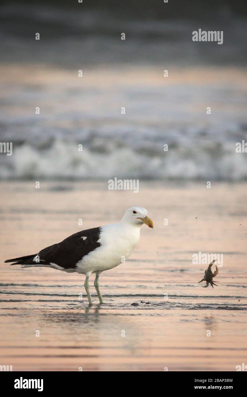 Sole gabbiano di mare sulla riva che getta granchio Foto Stock