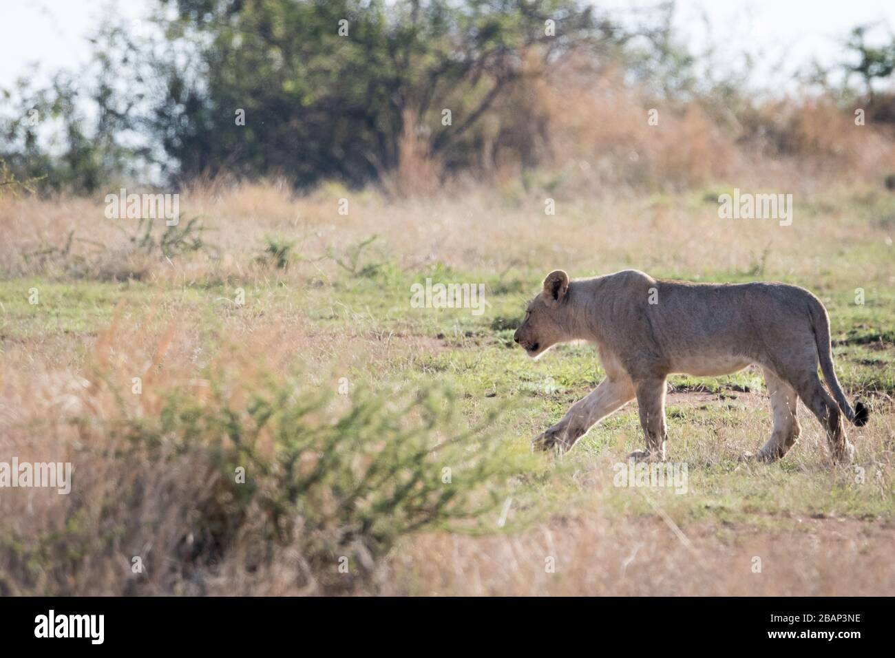 Il leoncello passeggiate Foto Stock