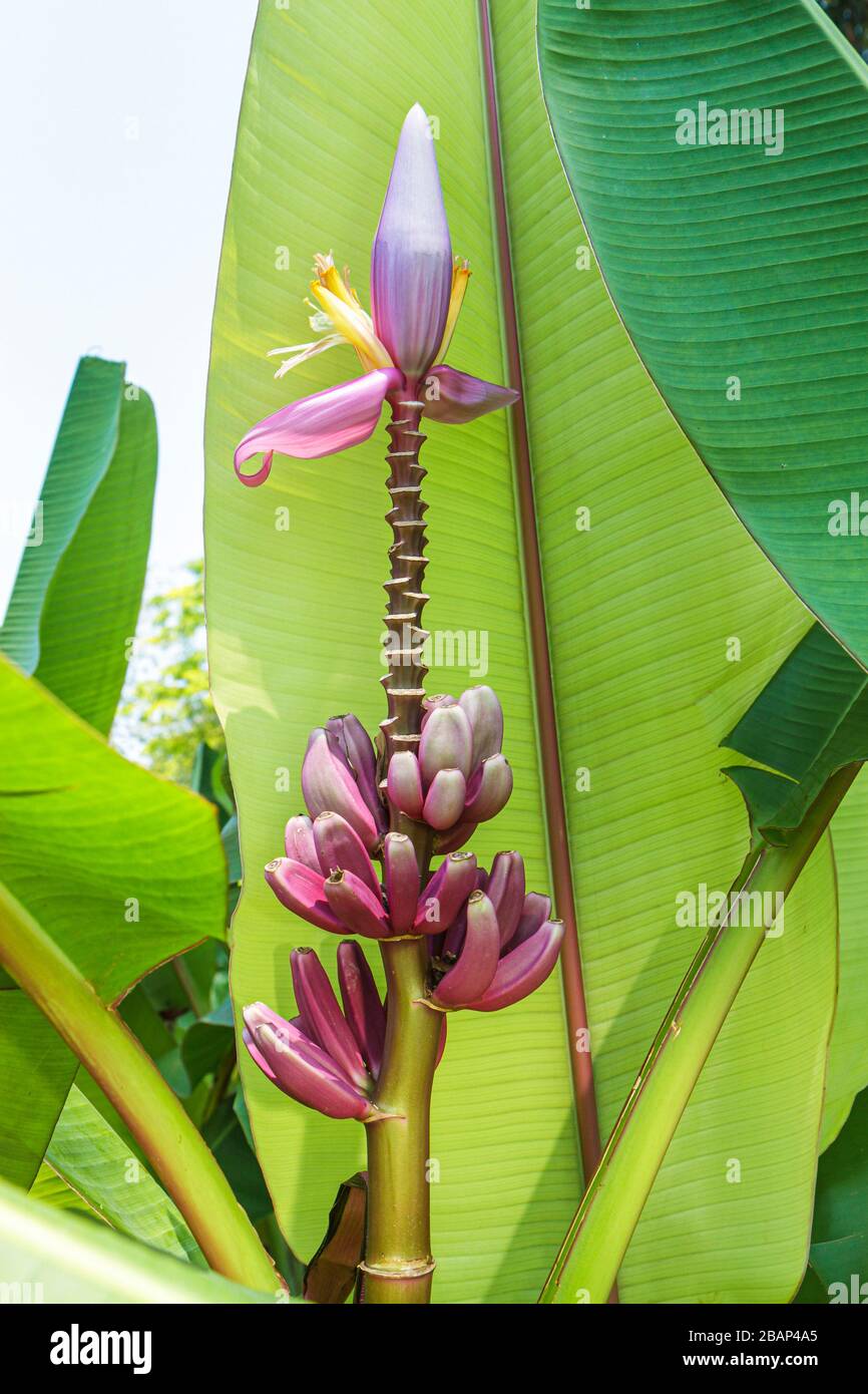 Miami Florida, Coral Gables, Fairchild Tropical Botanic Garden, banana Plant, fiore, frutta, FL110516019 Foto Stock