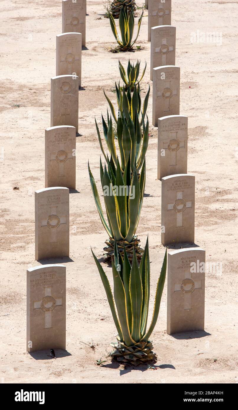 Tombe di guerra del Commonwealth presso il cimitero di guerra di El Alamein, nel nord dell'Egitto. Il cimitero contiene le tombe dei soldati dell'Impero britannico. Foto Stock