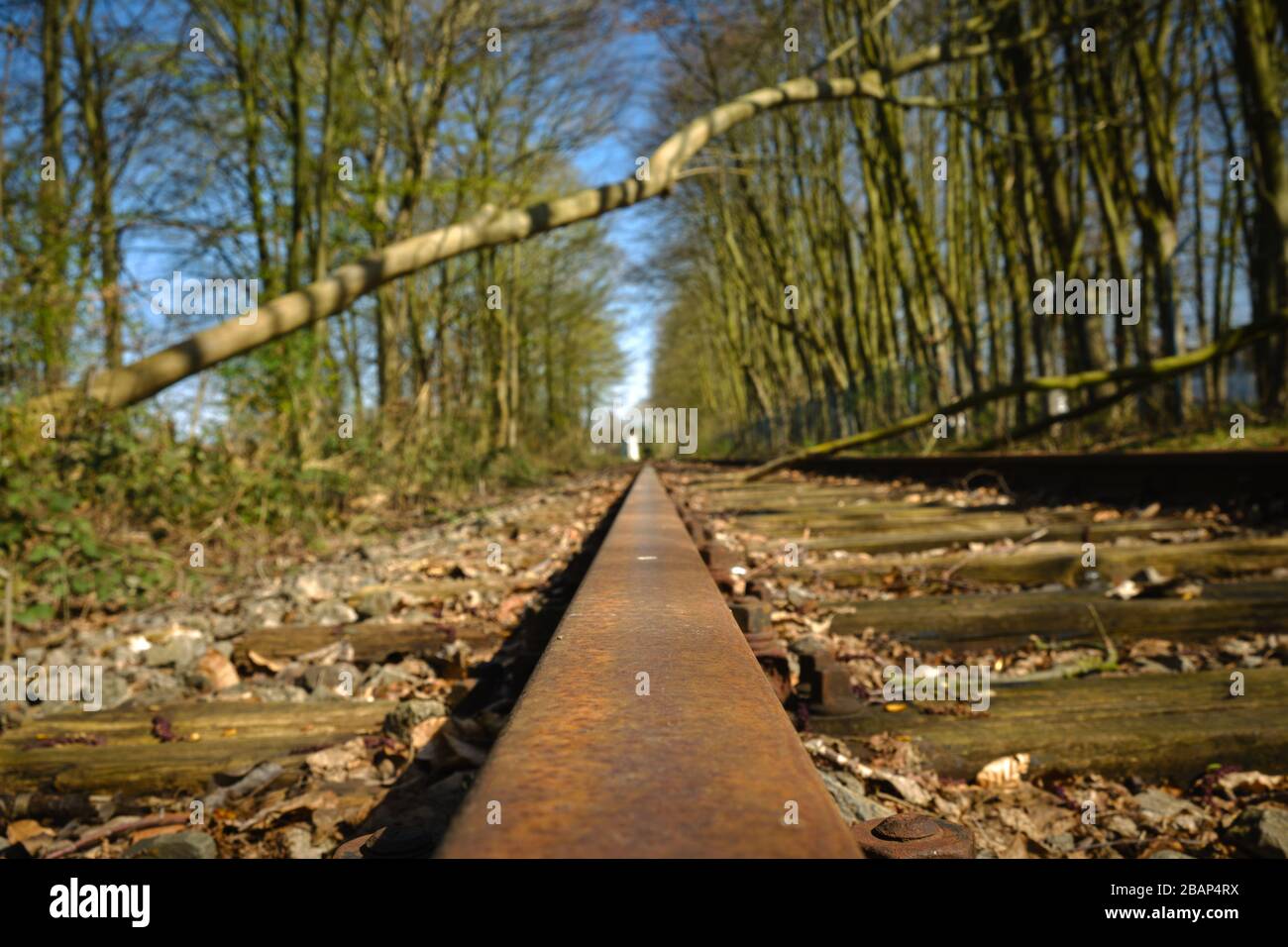 Albero caduto poco profondo sulla ferrovia durante una tempesta Foto Stock