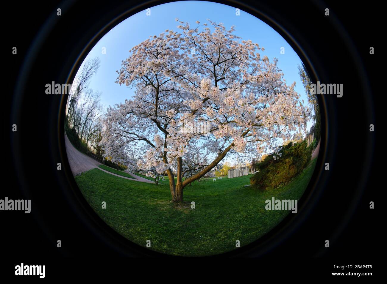 Vista a fisheye circolare ultra larga di un albero in fiore in un parco a Dusseldorf Foto Stock