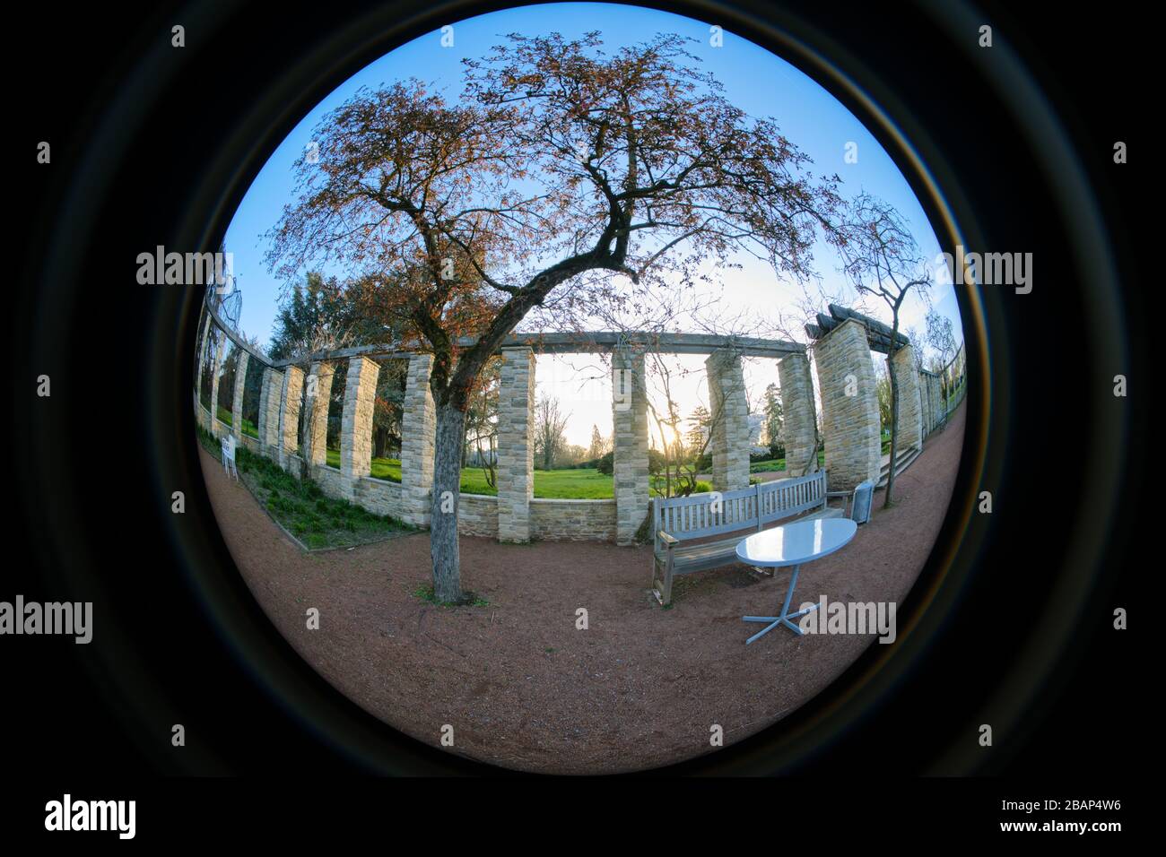 Vista a fisheye circolare ultra larga di un albero e tavolo in un parco a Dusseldorf Foto Stock