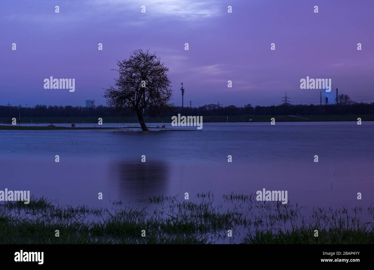 Singolo albero a inondato fiume Reno Foto Stock