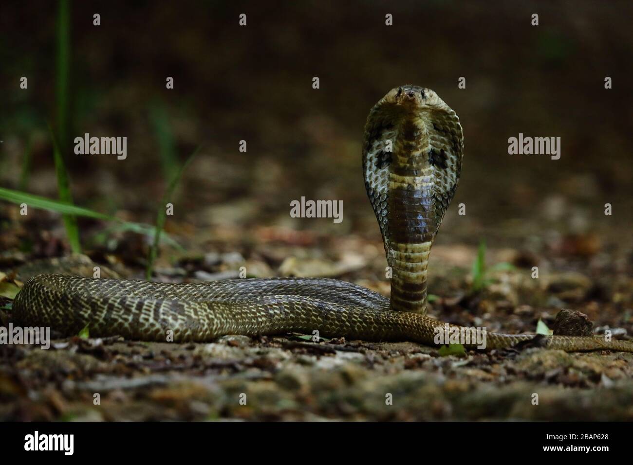 Serpente velenoso Cobra indiano nella foresta, kerala, India Foto Stock
