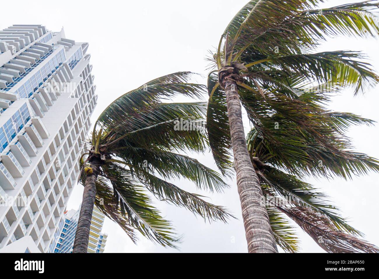 Miami Beach Florida,South Pointe SoFi,Point,palme,soffiato a vento,soffio di vento,tempesta tropicale,uragano,venti alti,Continuum,alto aumento,condomini, Foto Stock