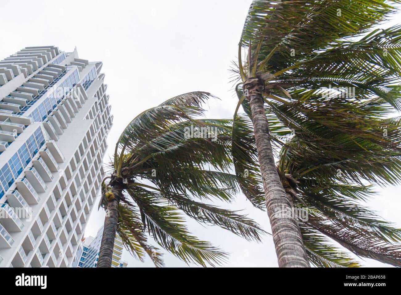 Miami Beach Florida, palme soffiate dal vento che soffiano vento tempesta tropicale, uragano alti venti Continuum alto condominio edificio, Foto Stock