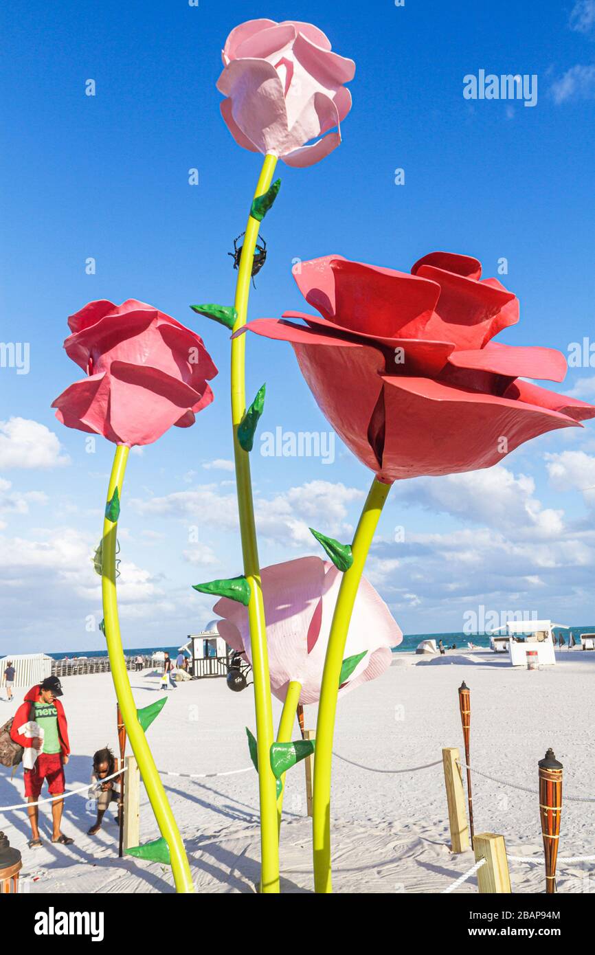 Miami Beach Florida,Art Basel,Oceano Atlantico,acqua,spiaggia pubblica,sabbia,will Ryman,scultura,arte,65th Street,rose giganti,rosa,petalo,lacerato,stelo,uomo male Foto Stock