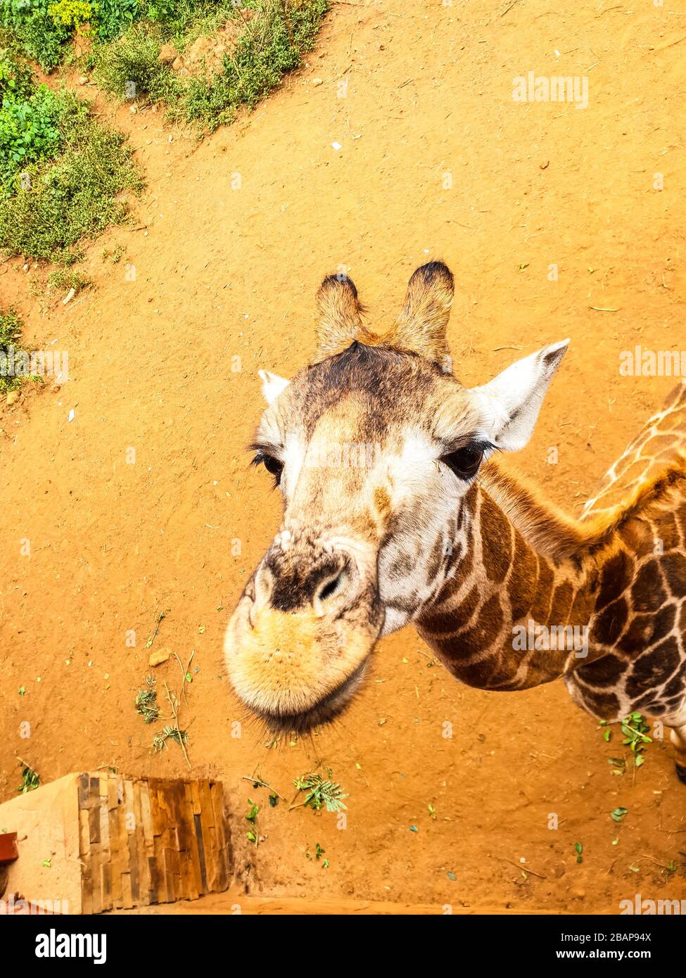 OH, ciao! Foto Stock