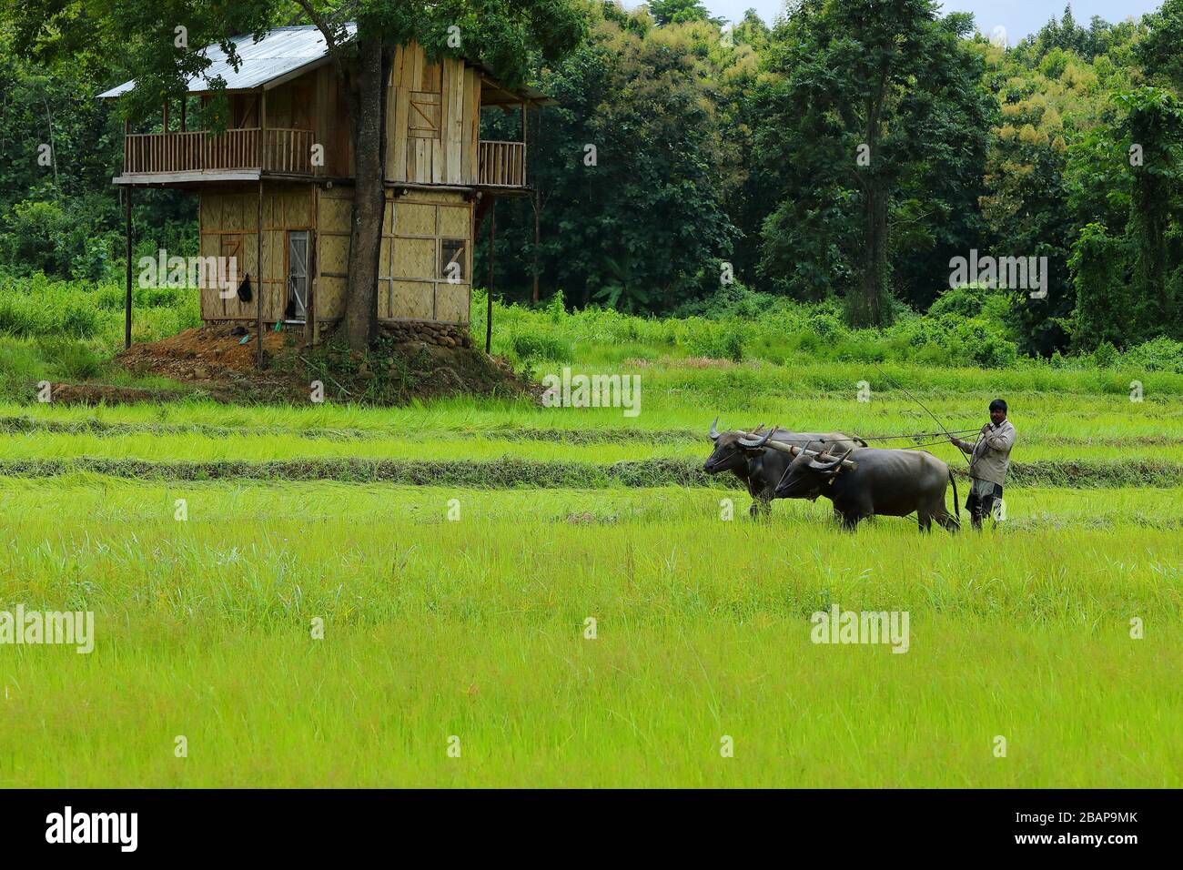 Agricoltura biologica pratiche.aratura e appiattimento di risaia campo con buoi In India rurale Foto Stock
