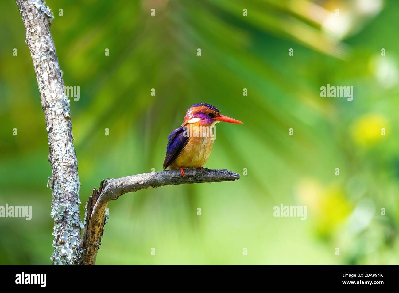 Piccolo uccello il pescatore pigmy africano (Ispiidina pitta) è un piccolo pescatore insettivoro, Wondo Genet, Etiopia Africa safari fauna selvatica Foto Stock