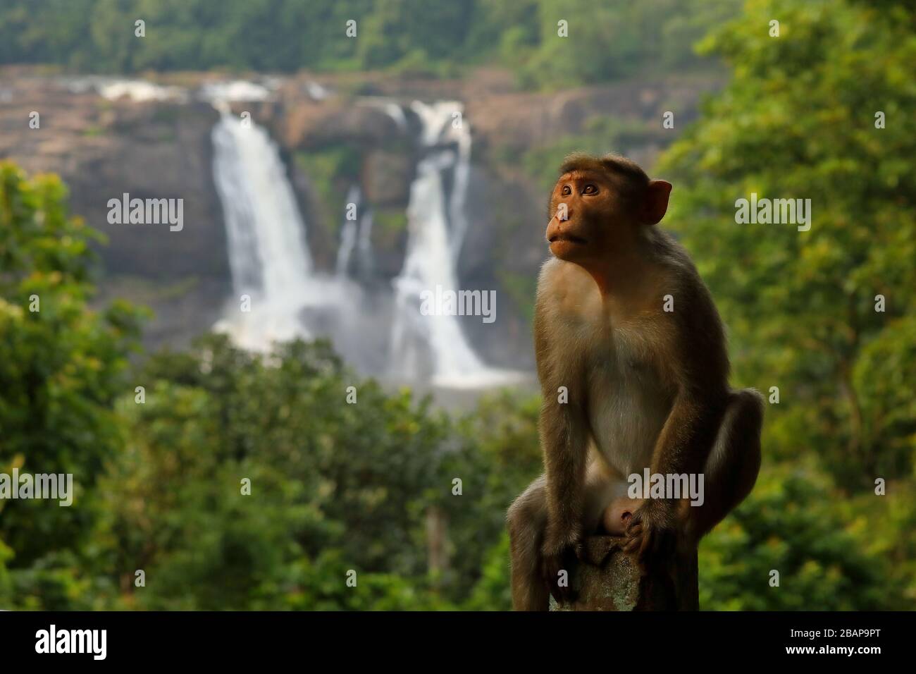 Athiralorthly acqua cade in kerala, India Foto Stock