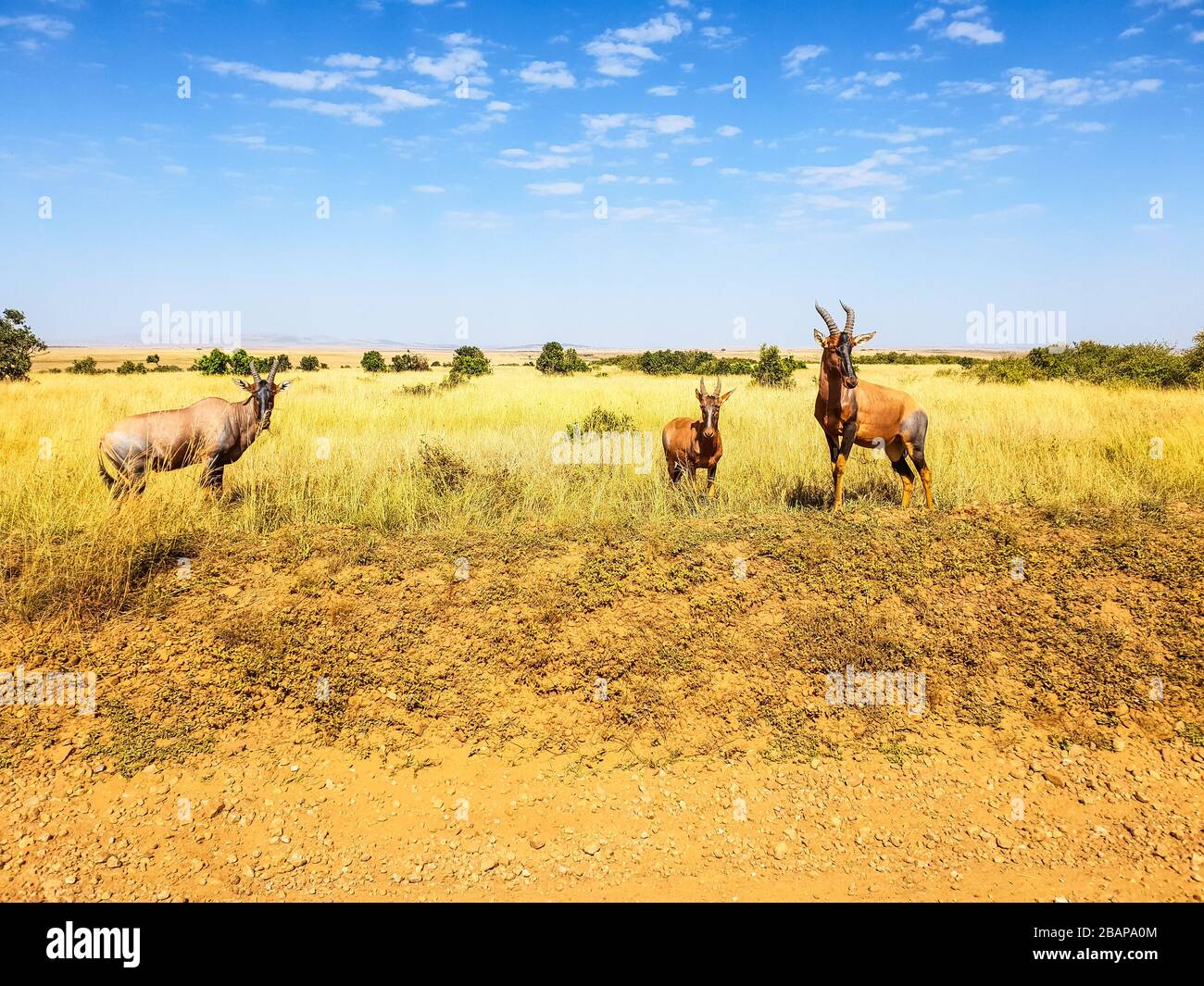 un trio rosso più bravo che ti guarda dritto Foto Stock