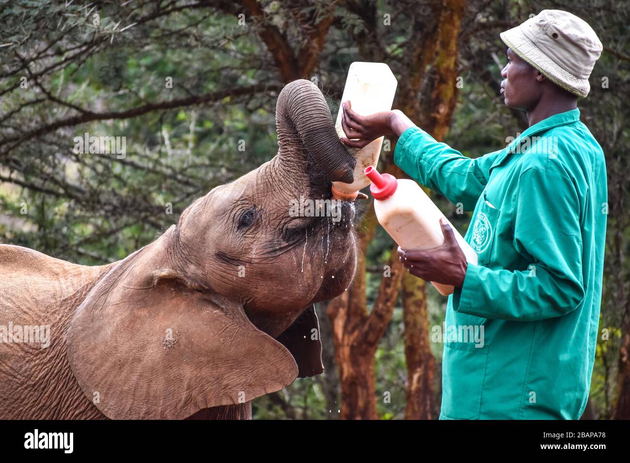 Un vitello orfano elefante visibilmente godendo il suo latte. Foto Stock