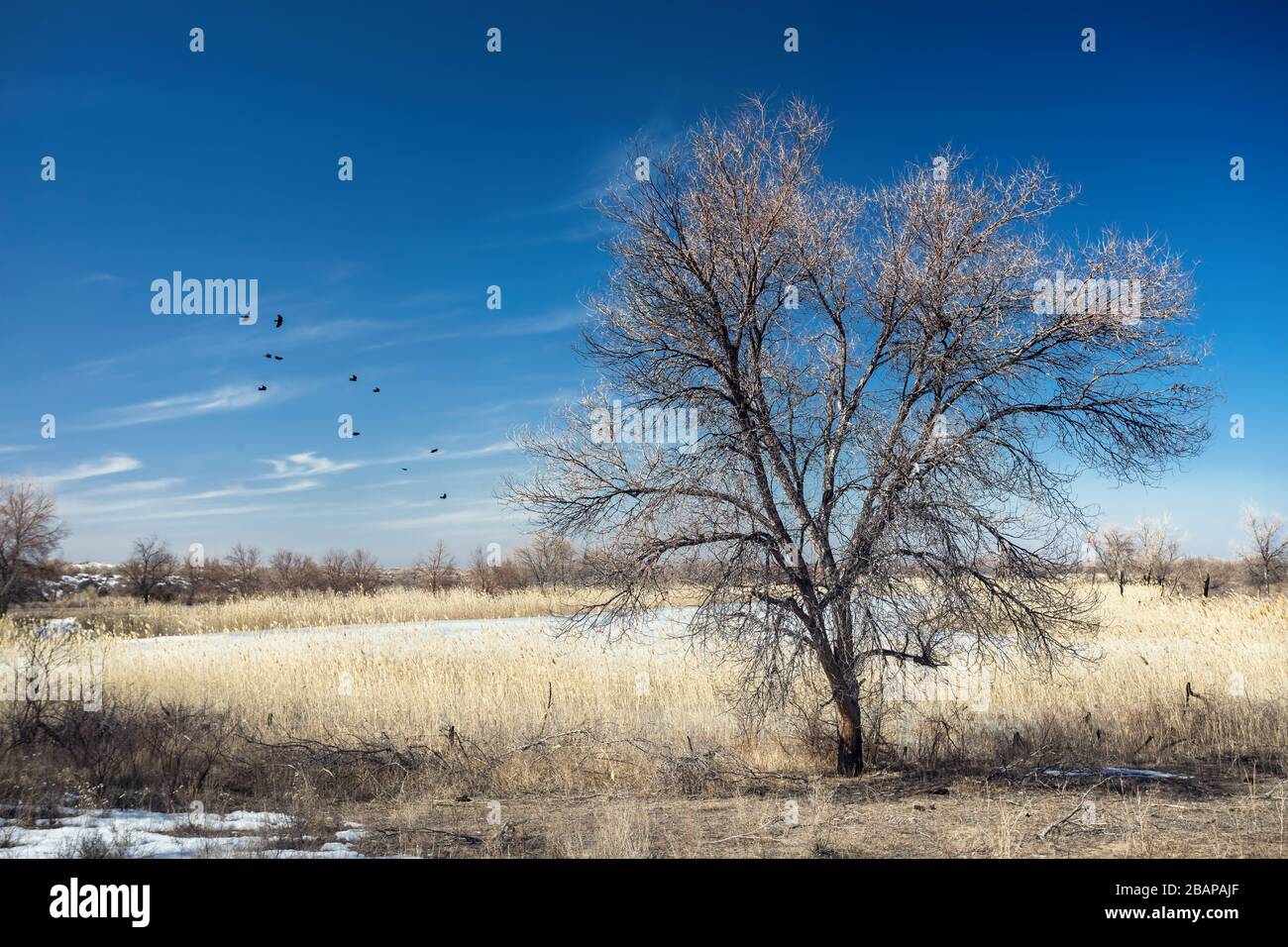 Albero solitario e uccelli nel campo nel sud del Kazakistan Foto Stock