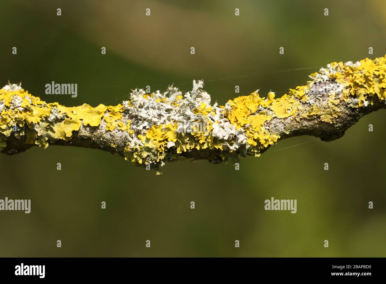 Piuttosto giallo e verde Lichen crescere su un ramo di un albero nel Regno Unito in primavera. Foto Stock