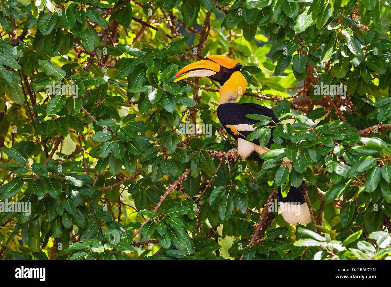 Grande Hornbill - Buceros bicornis, grande uccello raro bello da foreste dell'Asia orientale, isola di Pangkor, Malesia. Foto Stock