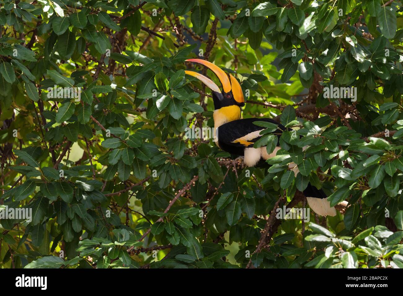 Grande Hornbill - Buceros bicornis, grande uccello raro bello da foreste dell'Asia orientale, isola di Pangkor, Malesia. Foto Stock