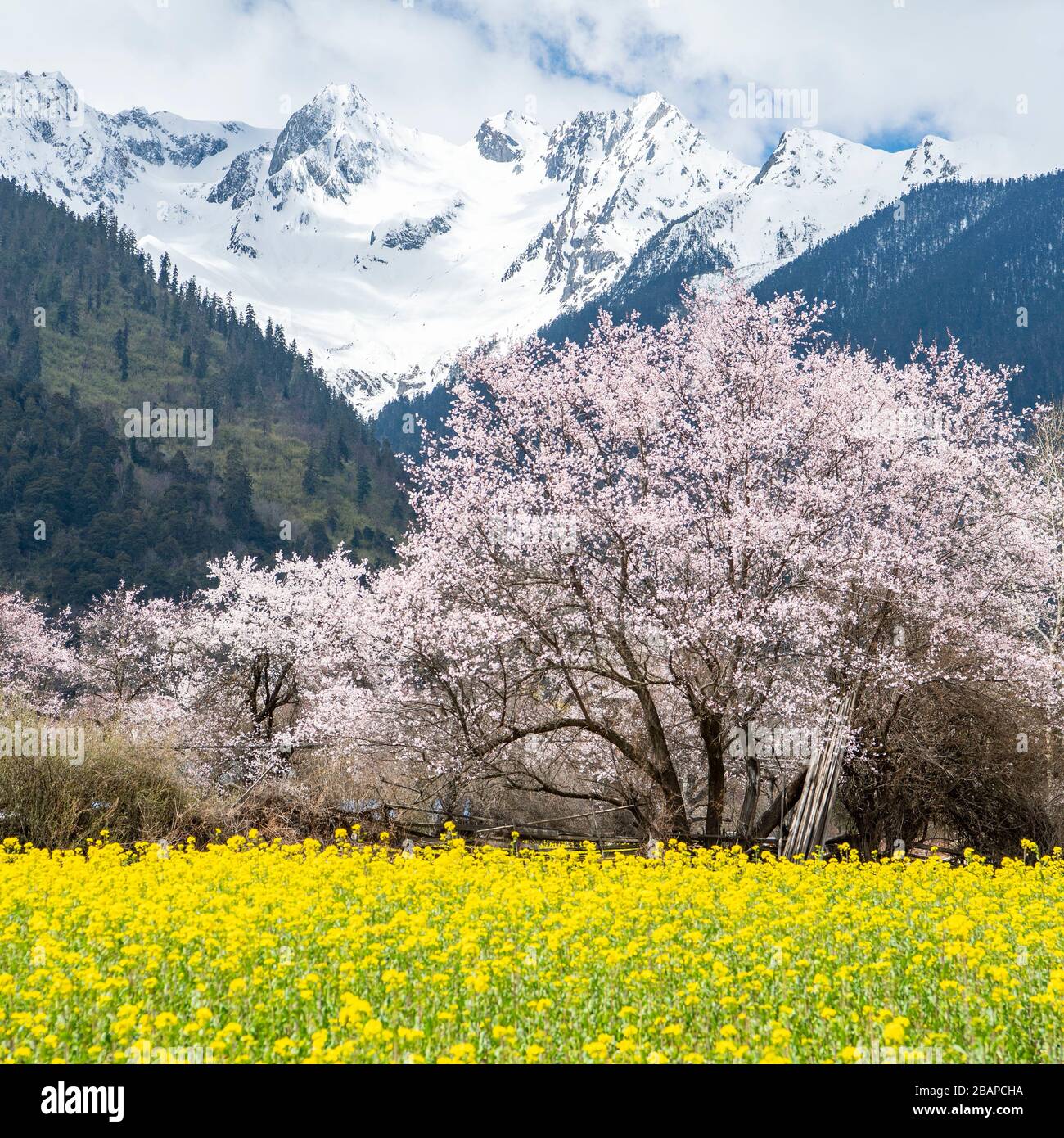 Nyingchi. 26 marzo 2020. La foto scattata il 26 marzo 2020 mostra lo scenario primaverile della Contea di Bomi, Nyingchi della Regione Autonoma del Tibet della Cina sudoccidentale. Credit: Sun Fei/Xinhua/Alamy Live News Foto Stock