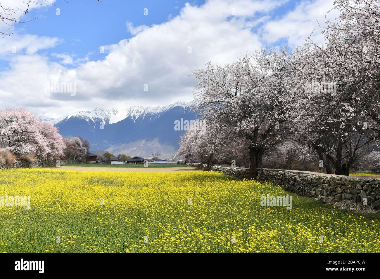 Nyingchi. 26 marzo 2020. La foto scattata il 26 marzo 2020 mostra lo scenario primaverile della Contea di Bomi, Nyingchi della Regione Autonoma del Tibet della Cina sudoccidentale. Credit: Zhan Yan/Xinhua/Alamy Live News Foto Stock
