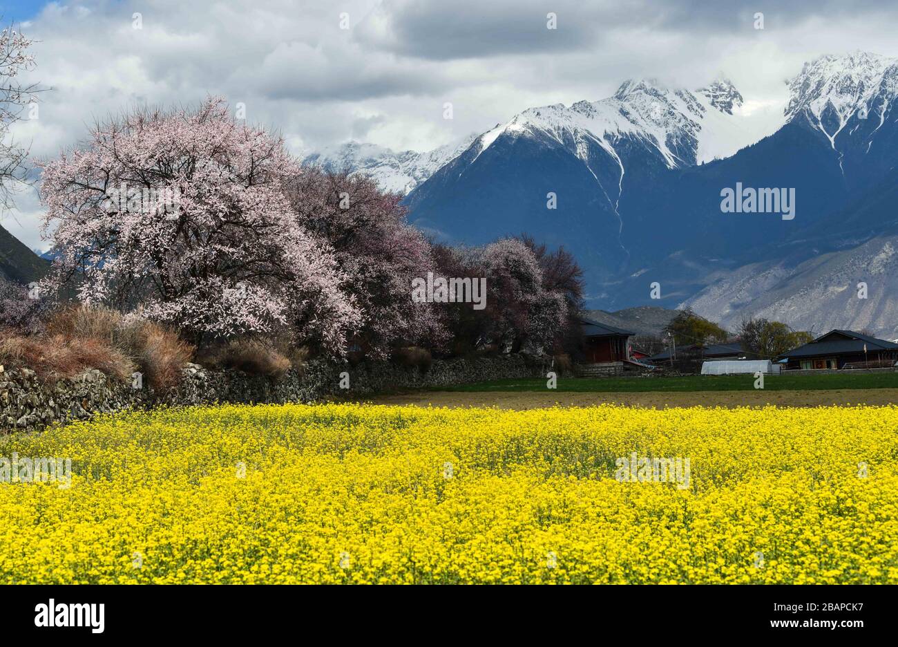 Nyingchi. 26 marzo 2020. La foto scattata il 26 marzo 2020 mostra lo scenario primaverile della Contea di Bomi, Nyingchi della Regione Autonoma del Tibet della Cina sudoccidentale. Credit: Jigme Dorje/Xinhua/Alamy Live News Foto Stock