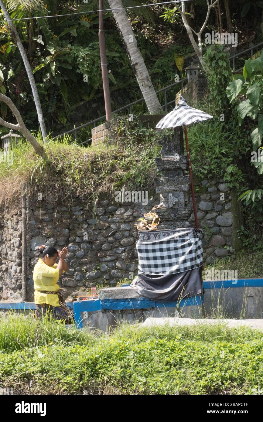 Balinese, donna indù vestita in giallo brillante che prega in un piccolo tempio di pietra in un campo di riso in prima mattina. Foto Stock