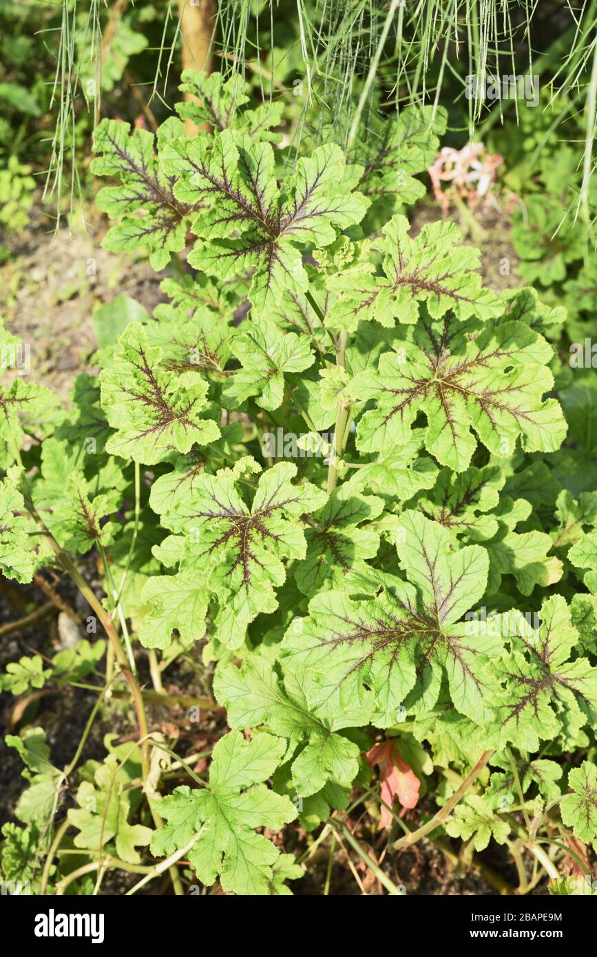 Geranio foglia di quercia, pelargonio quercifolium, geraniaceae. Si dice che una medicina popolare comune, le infusioni siano di aiuto per il trattamento del fheumatism, dell'ipertensione e. Foto Stock