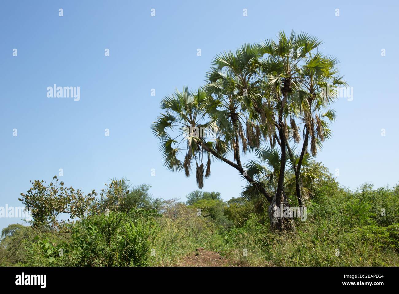 doum Palm nel Parco Nazionale di Mago, Omo Valley, Etiopia Foto Stock