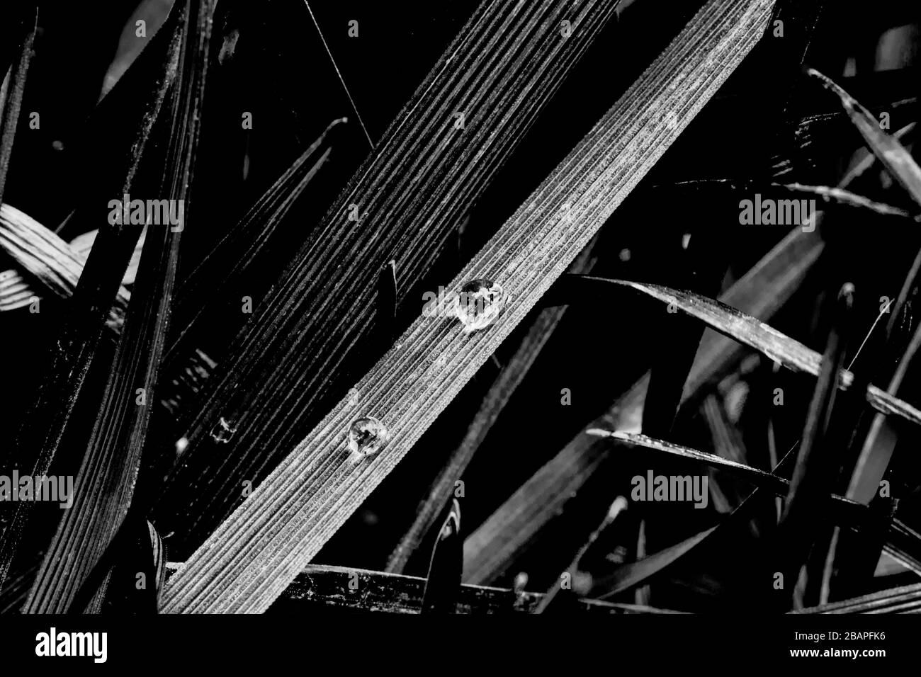 Erba di nero in primavera con rugiada Foto Stock