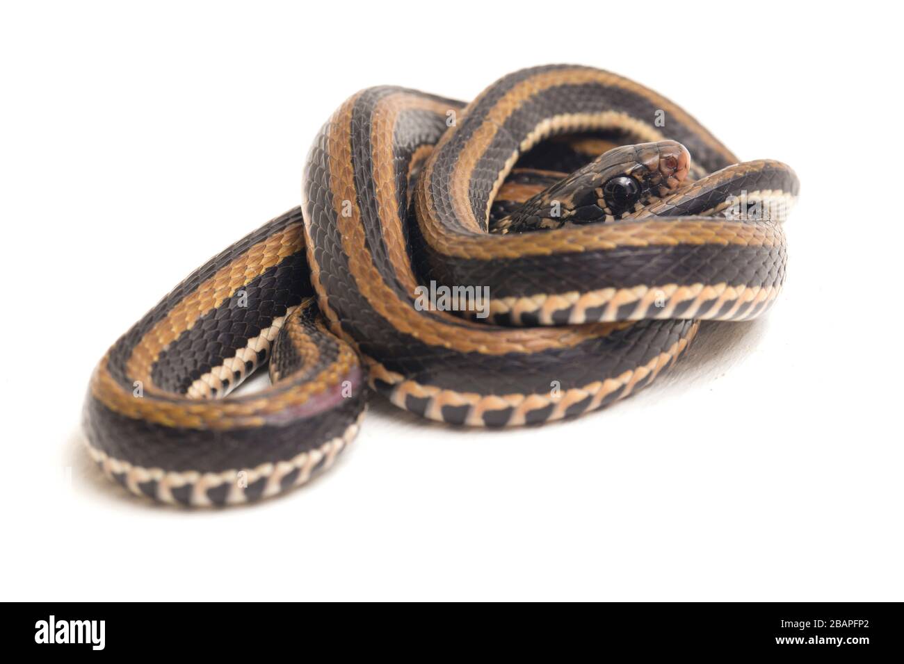 Il dorso di chiglia a righe, Xenochrophis vittatus, è una specie di serpente che si trova principalmente in Indonesia isolata su sfondo bianco Foto Stock