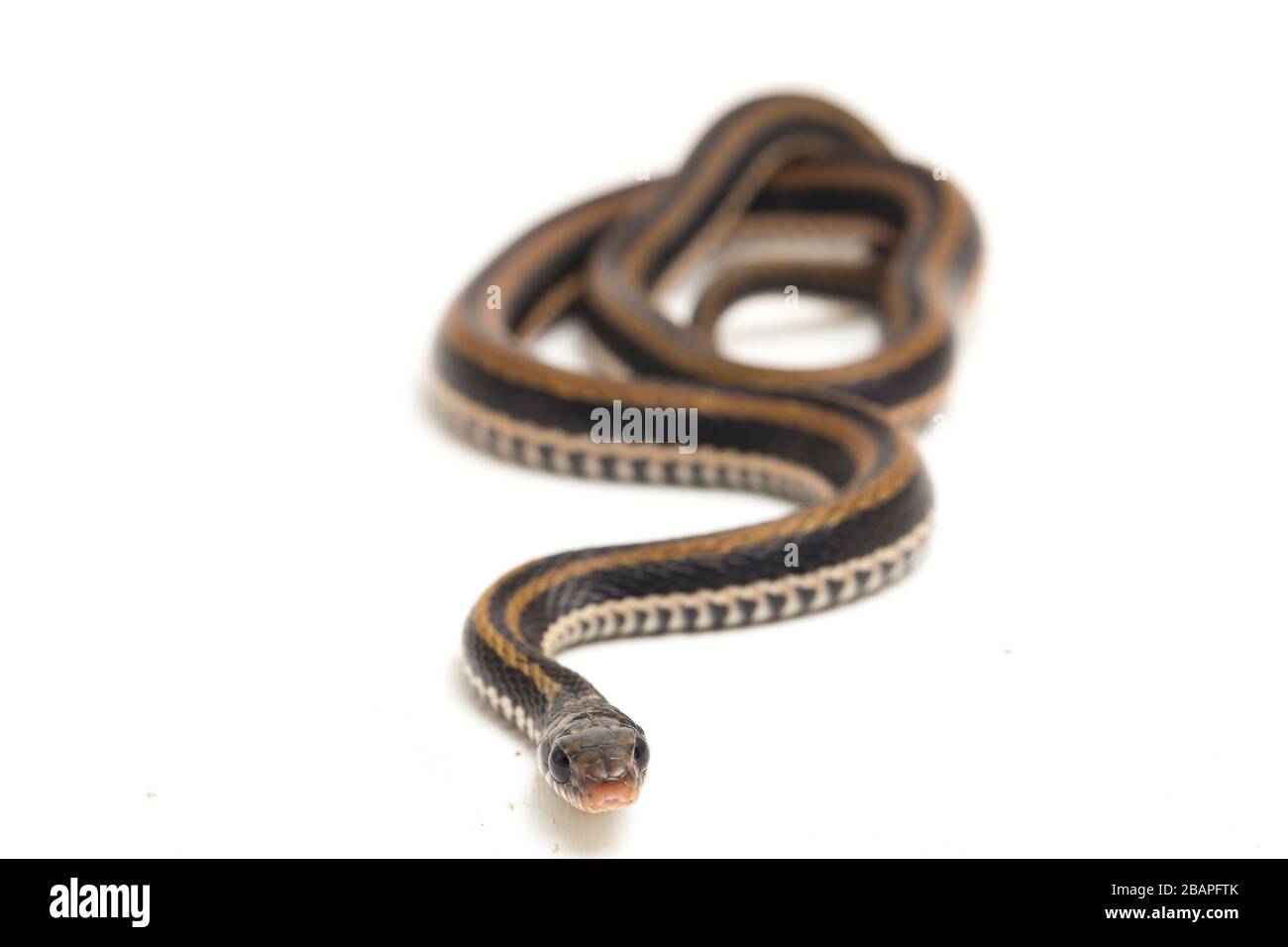 Il dorso di chiglia a righe, Xenochrophis vittatus, è una specie di serpente che si trova principalmente in Indonesia isolata su sfondo bianco Foto Stock