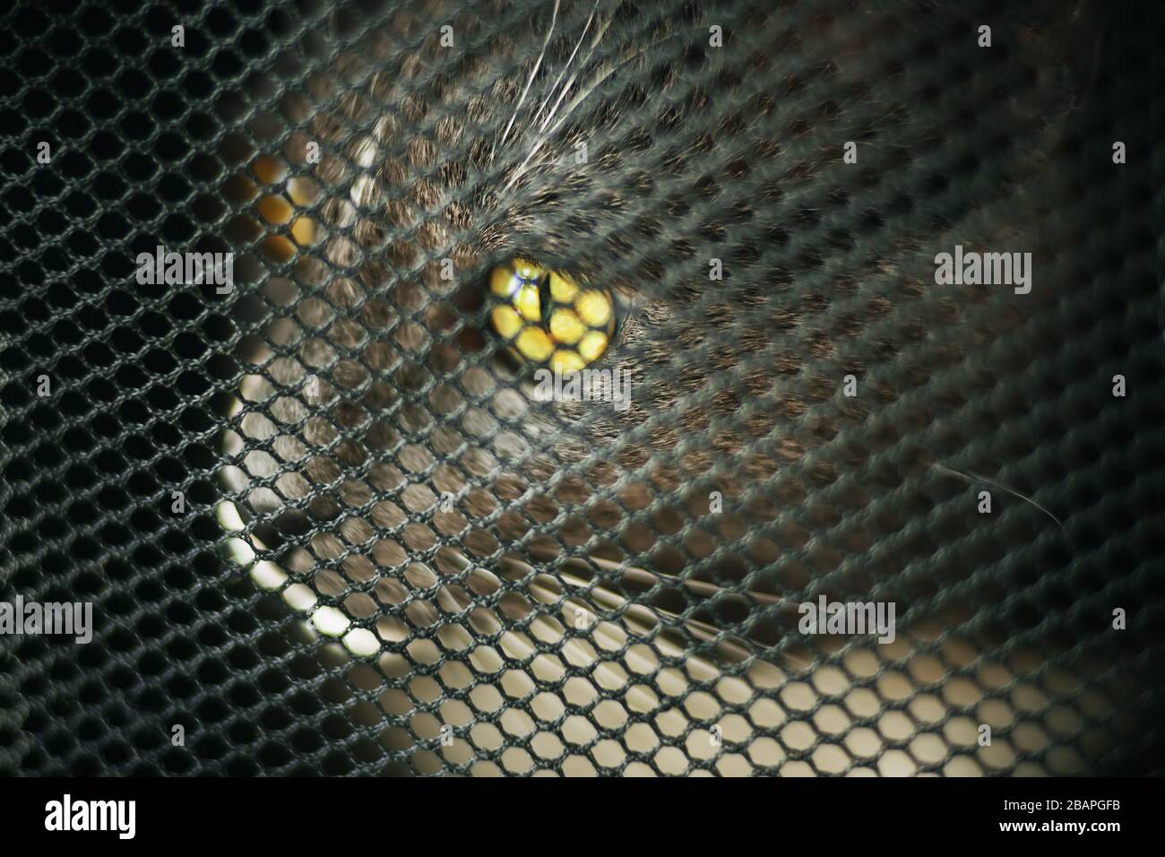 Un gatto grigio cute dell'animale domestico siede all'interno di una borsa trasportatrice dell'animale, osserva attraverso la rete ed è nervoso circa il viaggio imminente. Foto Stock