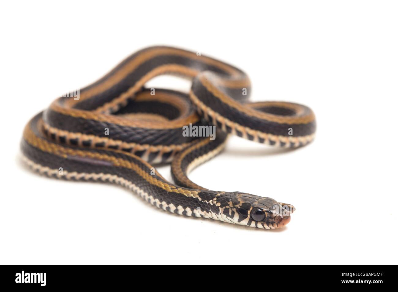 Il dorso di chiglia a righe, Xenochrophis vittatus, è una specie di serpente che si trova principalmente in Indonesia isolata su sfondo bianco Foto Stock