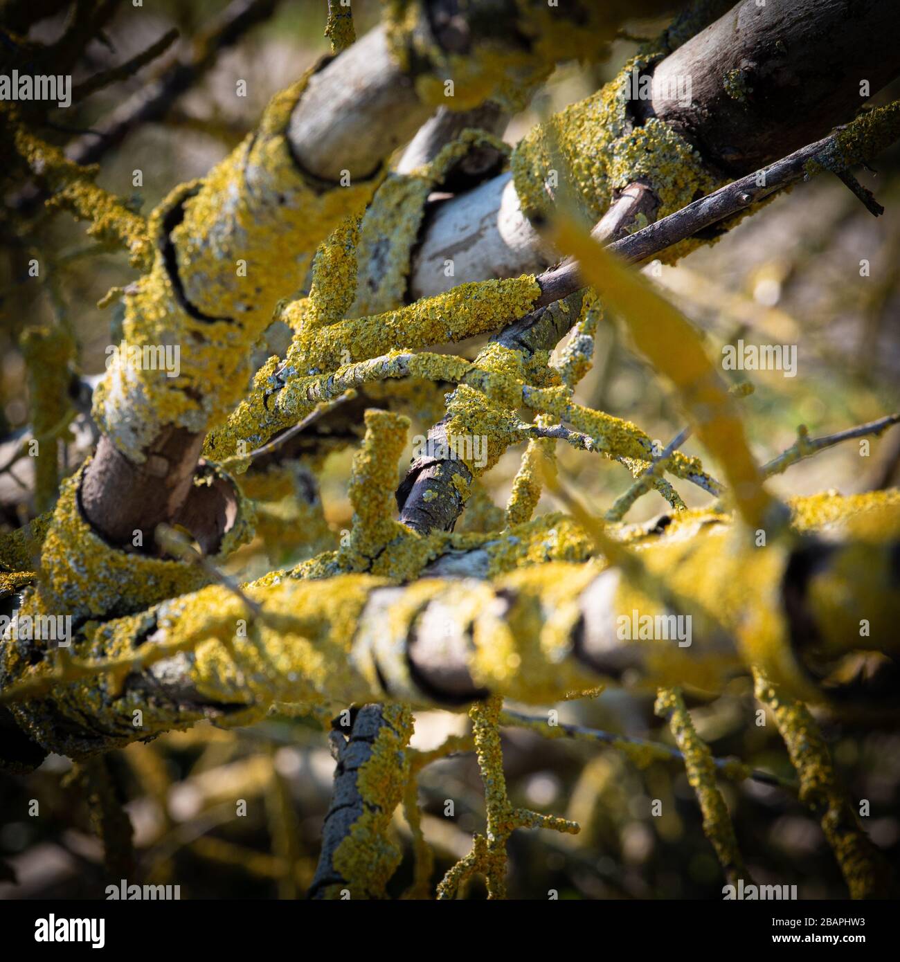 Comune Orange Lichen (Xanthoria parietina) su rami morti alla luce del sole. Foto Stock