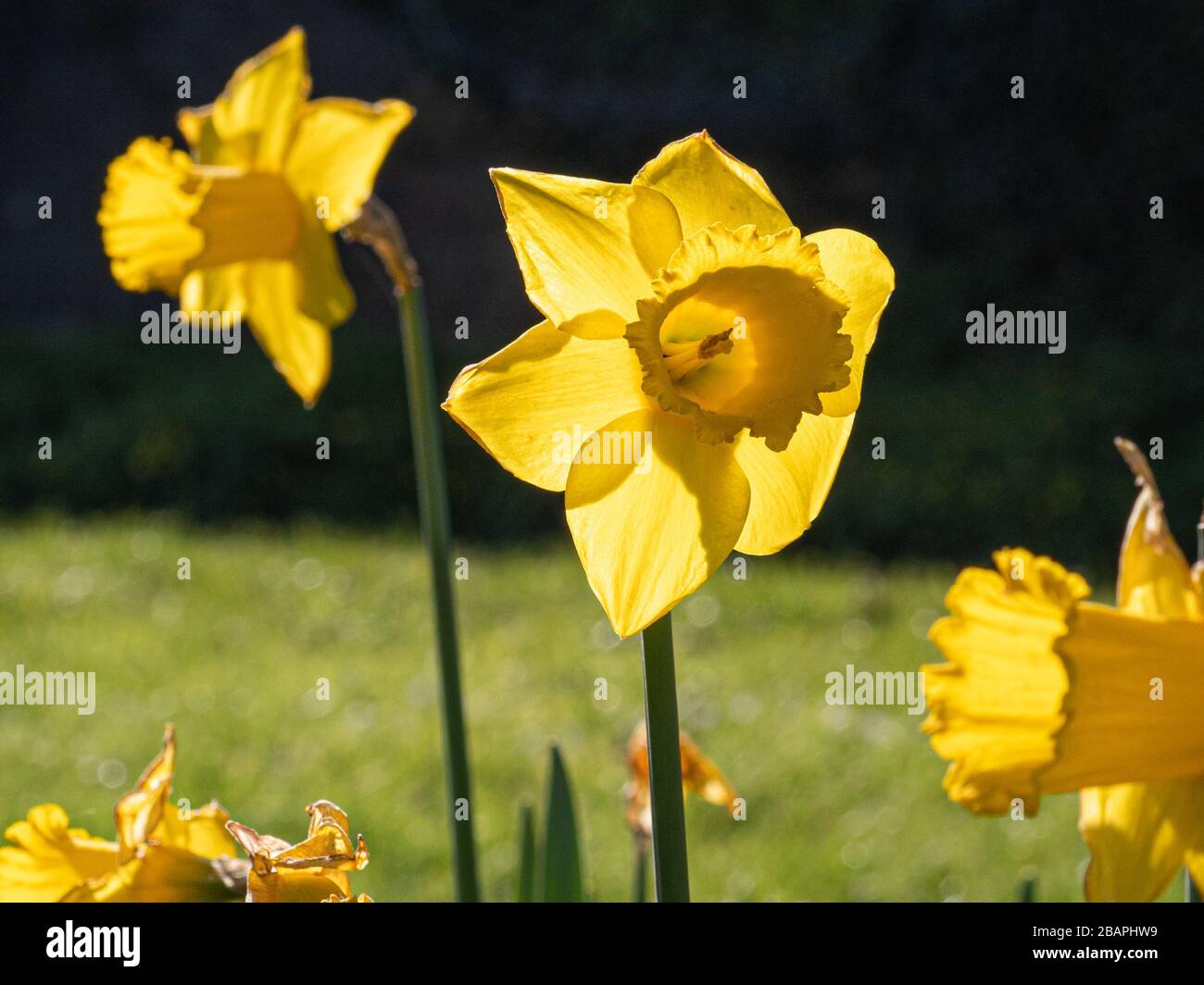 Tromba (o Long Cup) Daffodils in Primavera Sunshine, Foto Stock