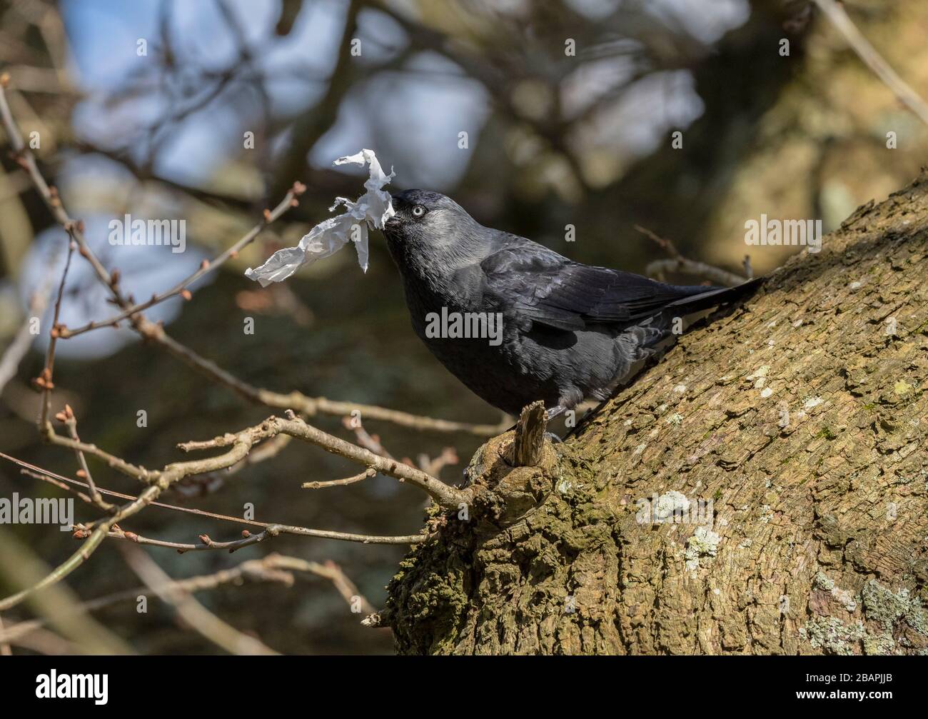 Jackdaw, Corvus monidula, che tiene il tessuto usato, in quercia. Foto Stock